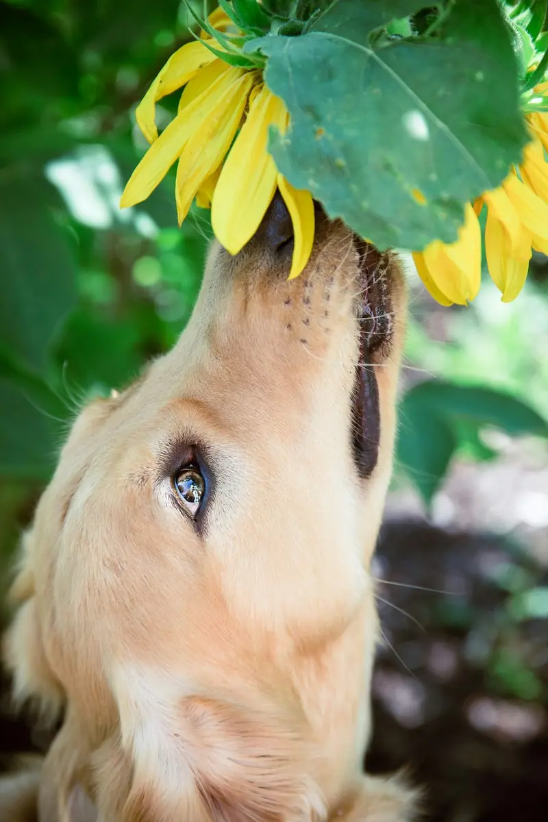 Original source photograph — A Hint of Sunshine